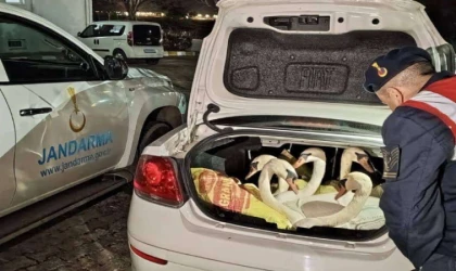 İpsala’da görenleri şaşkına çeviren olay