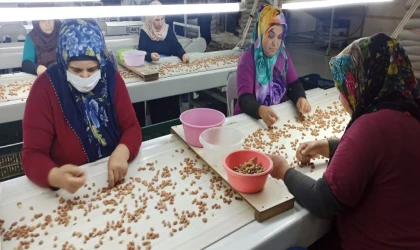 Osmaniye Yer fıstığı: AB tescilli oluyor