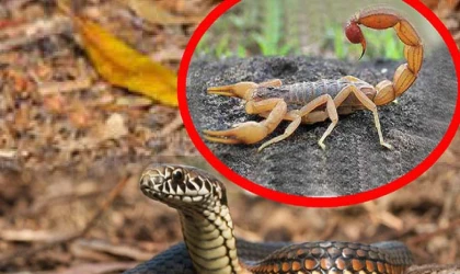 DÜZİÇİ İLÇESİ'NDE YILAN VE BÖCEK SOKMA VAKASI!!