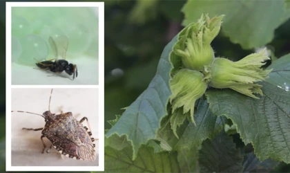 Kahverengi kokarca ile mücadele için Samuray arıları salındı