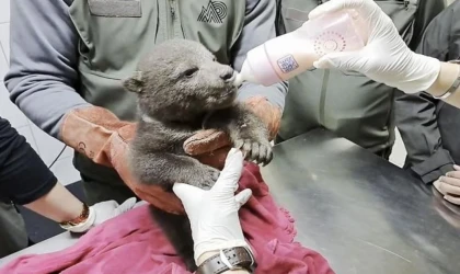 Orman işçilerinin bulduğu yavru ayı ”Bulut”a özel bakım