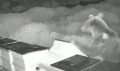 Düzce’de arı kovanlarına ayı saldırısı! Kovanları parçaladı, balları yedi!