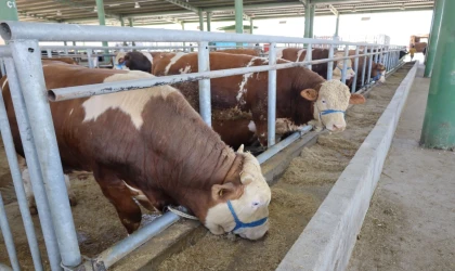 İzmit’teki hayvan pazarı bu yıl da ilgi gördü